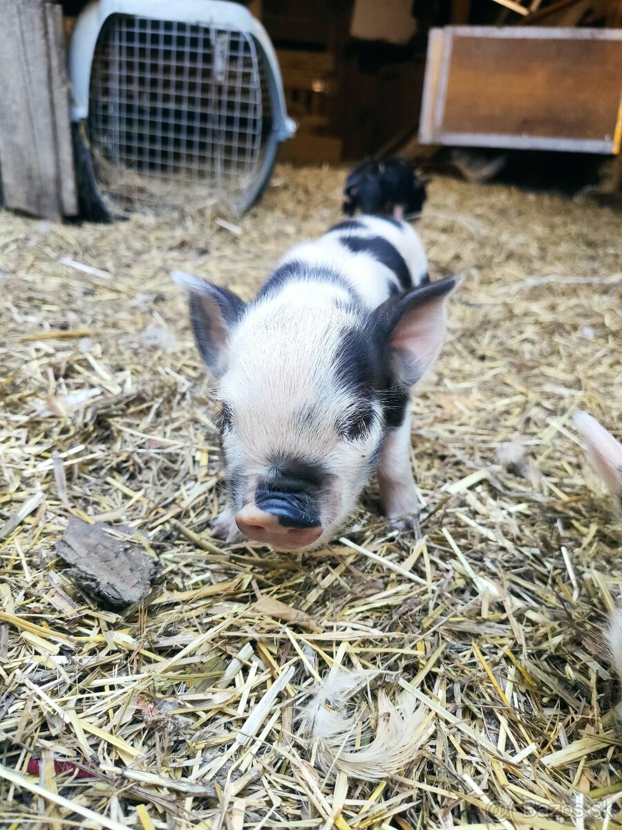 Kune kune - 4