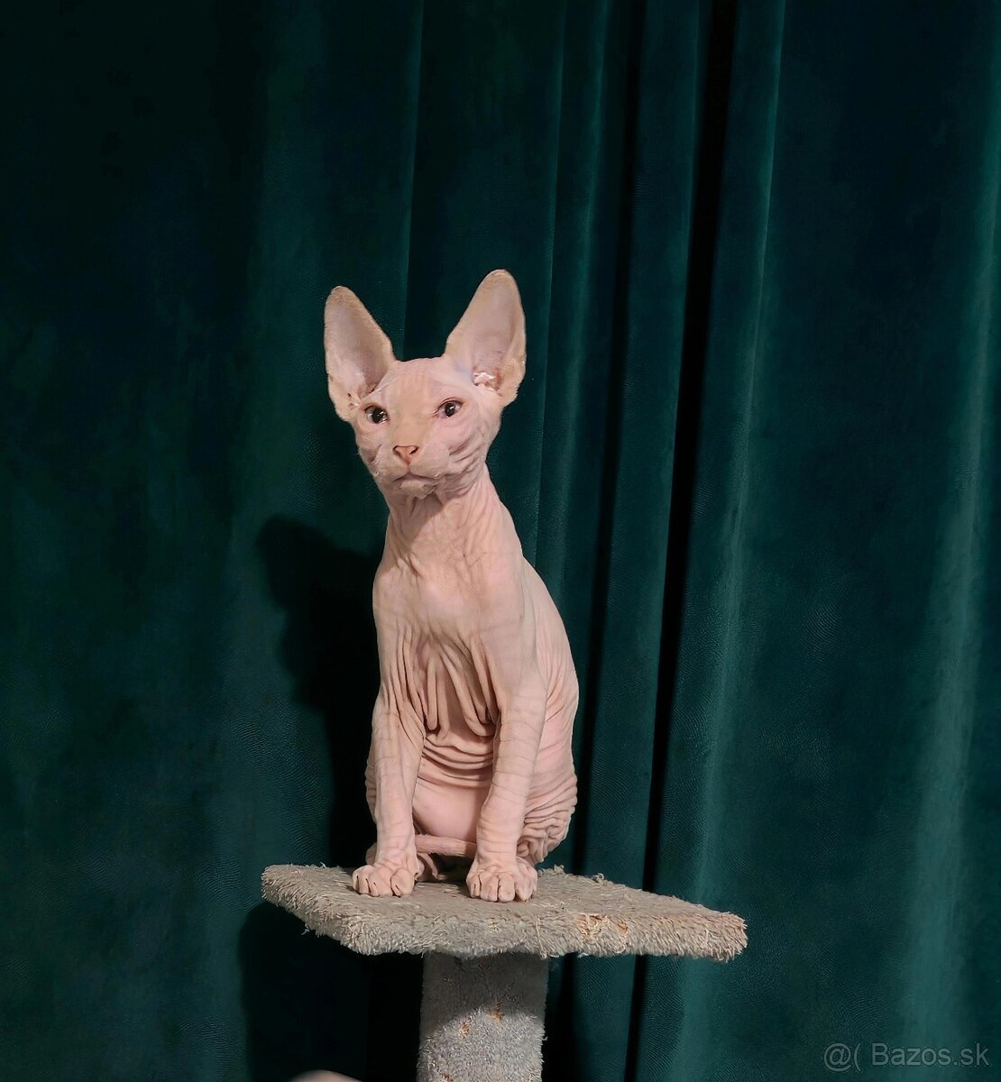 SPHYNX - 4