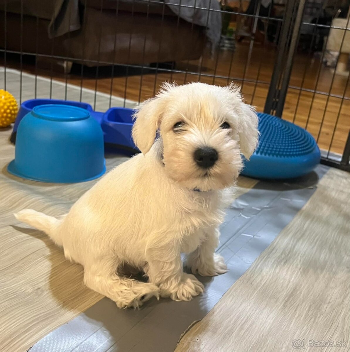 Bradáč malý biely s PP - 4