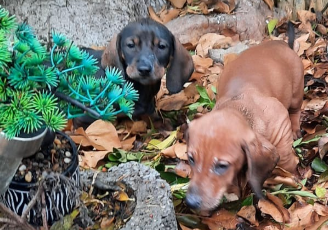 Predám šteniatka Jazvečík krátkosrstý - 4