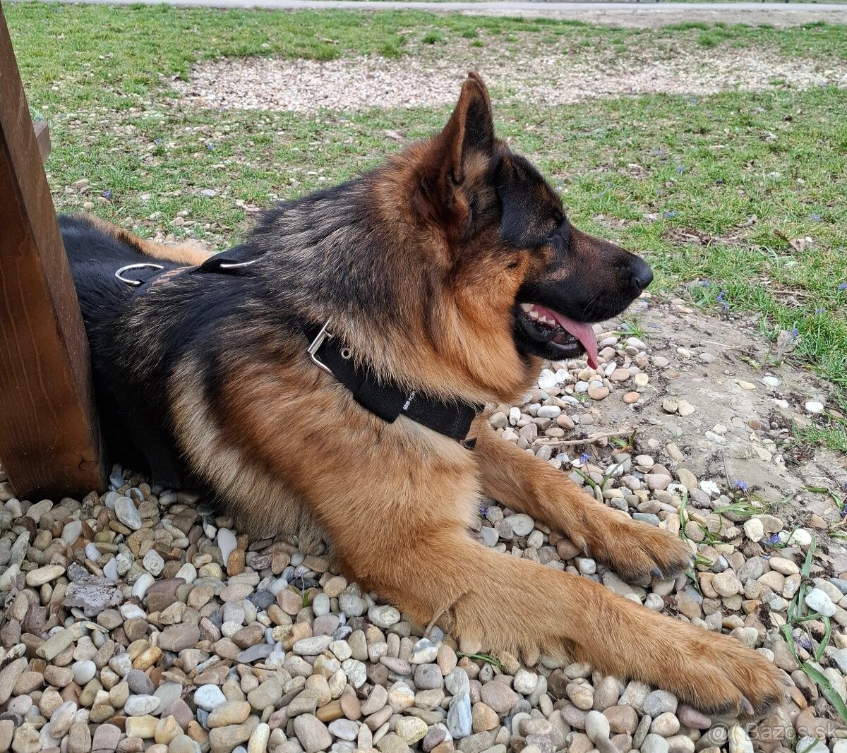 Nemecký ovčiak - krytie - 4