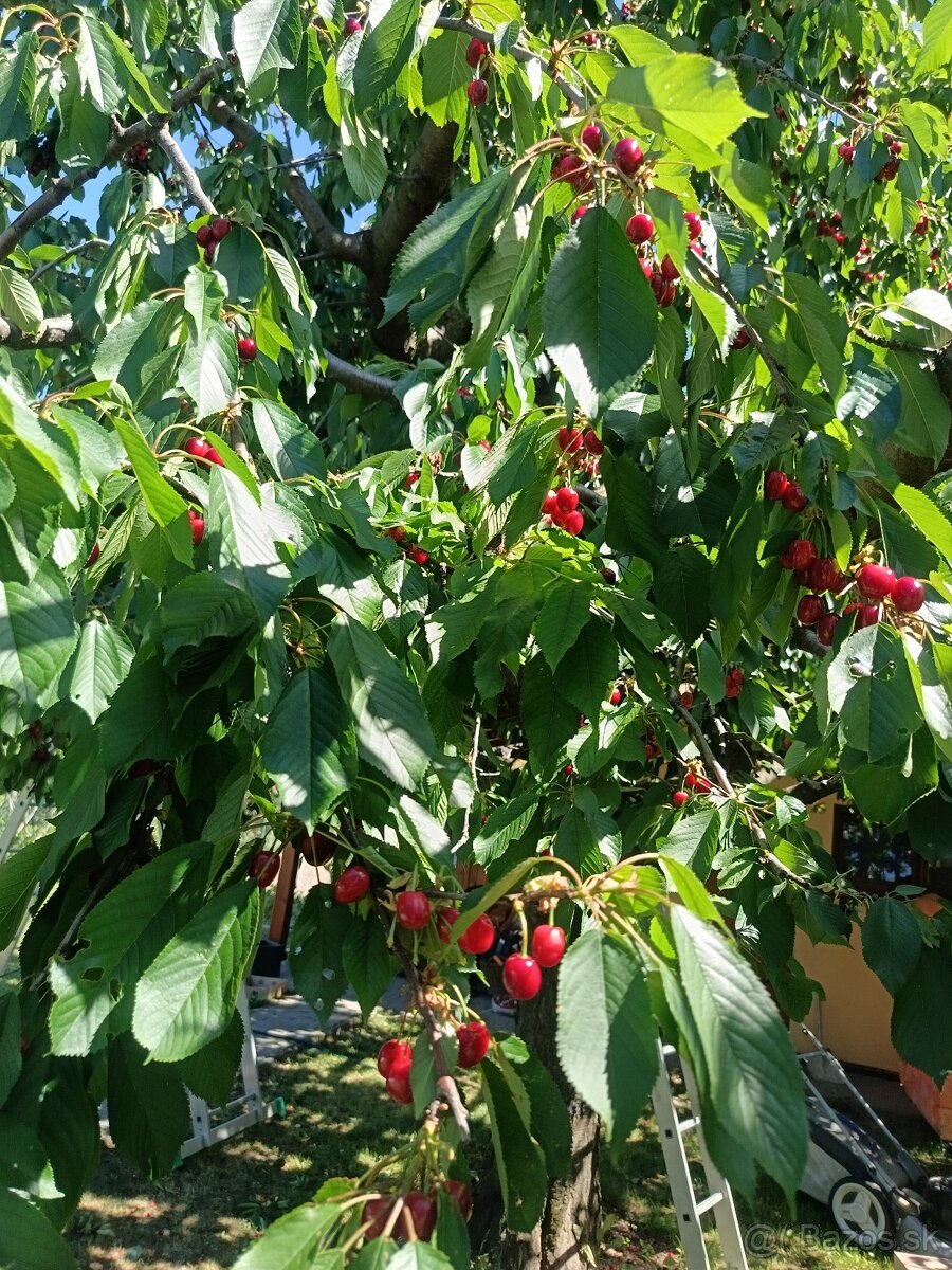 Čerešne - 4