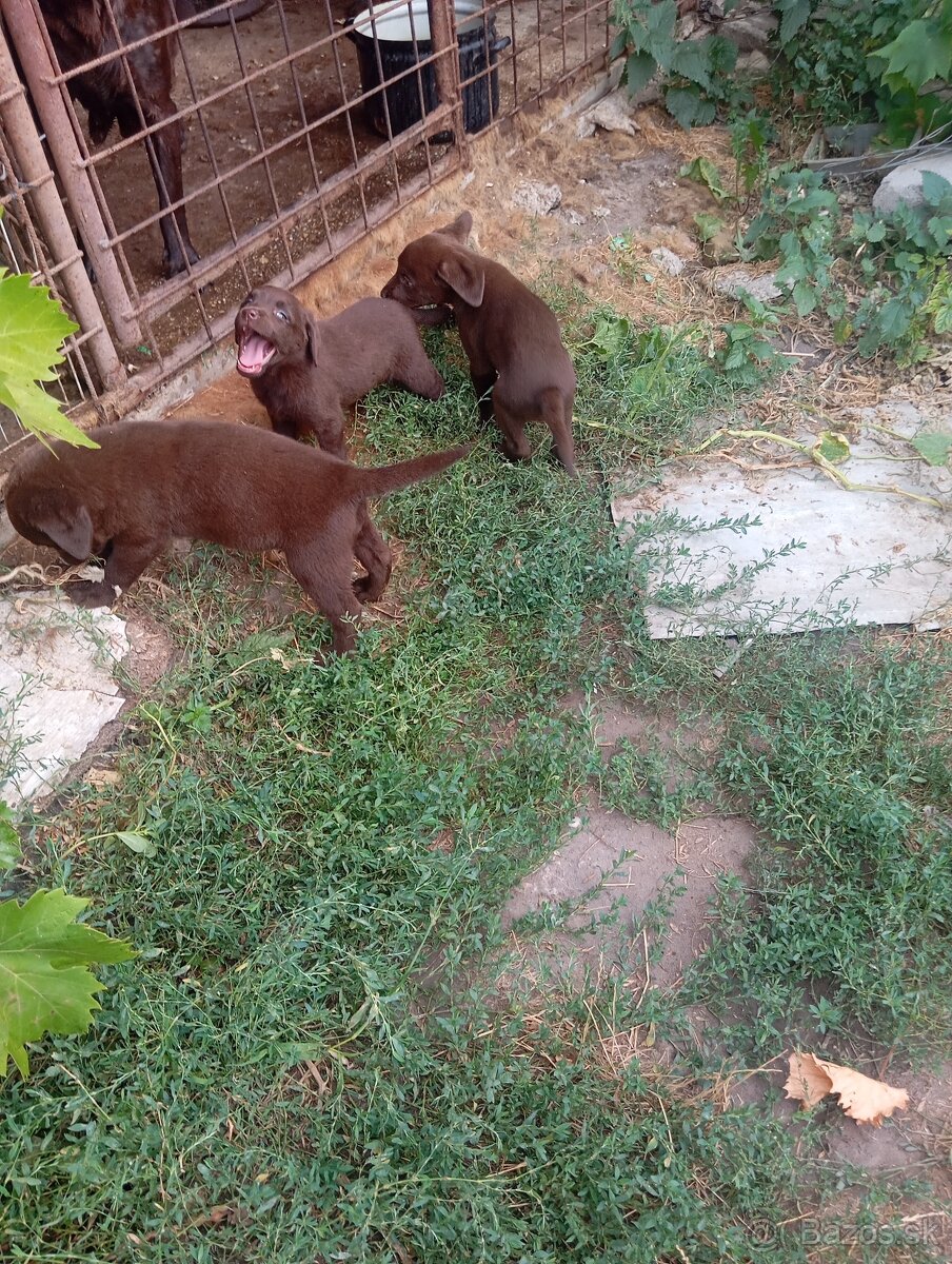 Šteniatka labradora - 4