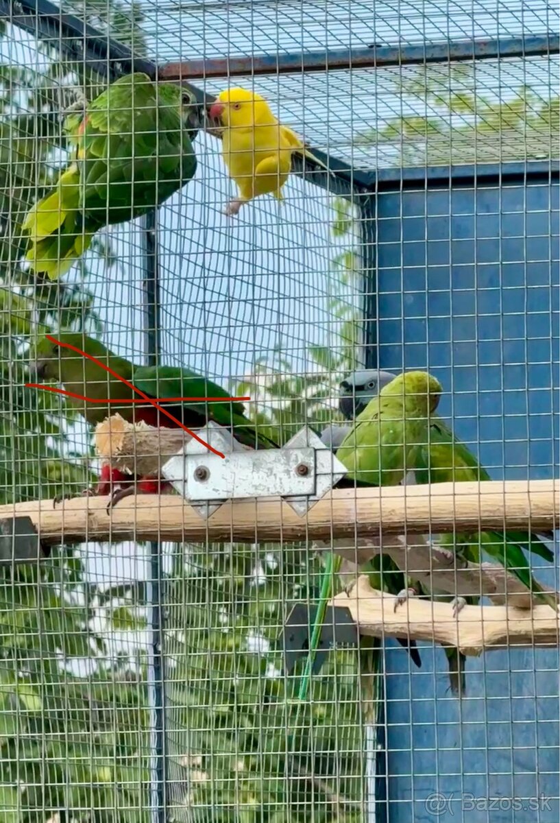 Alexander malý (zelený, žltý) a čínsky - 4