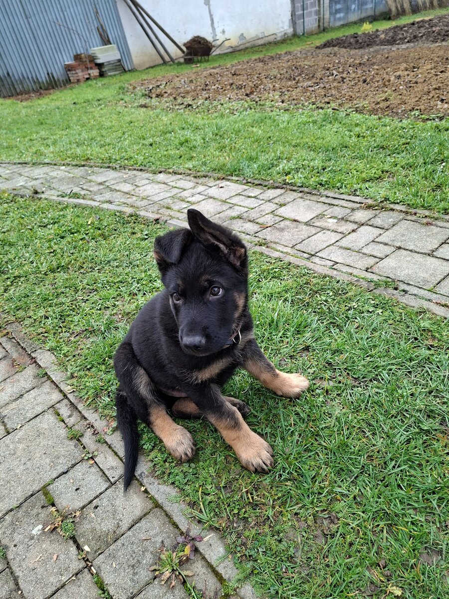 Nemecký Ovčiak - 4