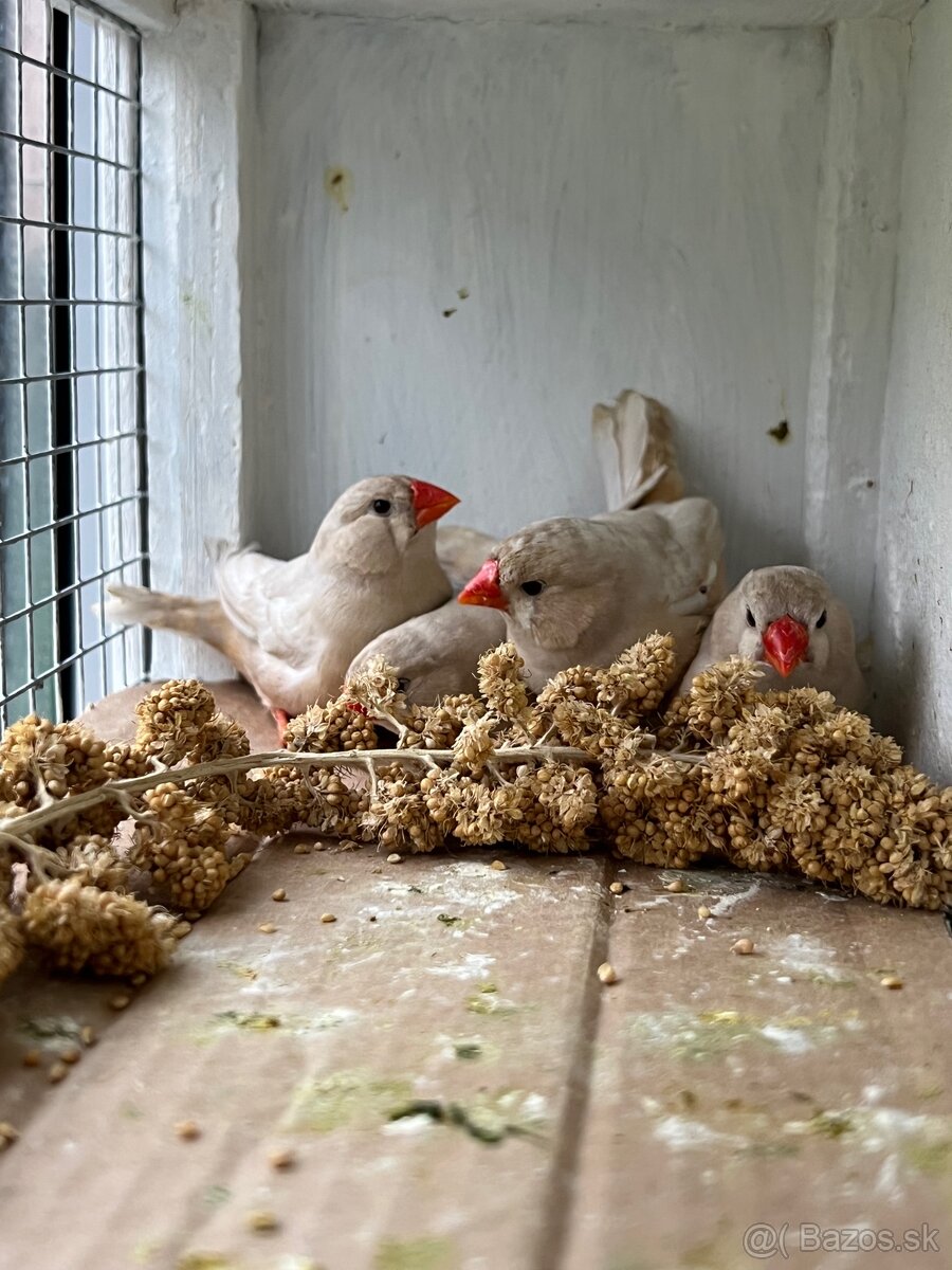 Predám Zebričky - 4