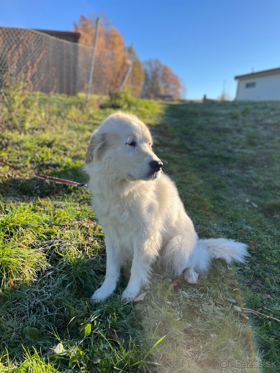 Pyrenejský horský pes - 4