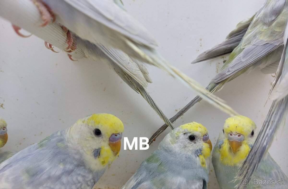 Dúhové andulky - 4