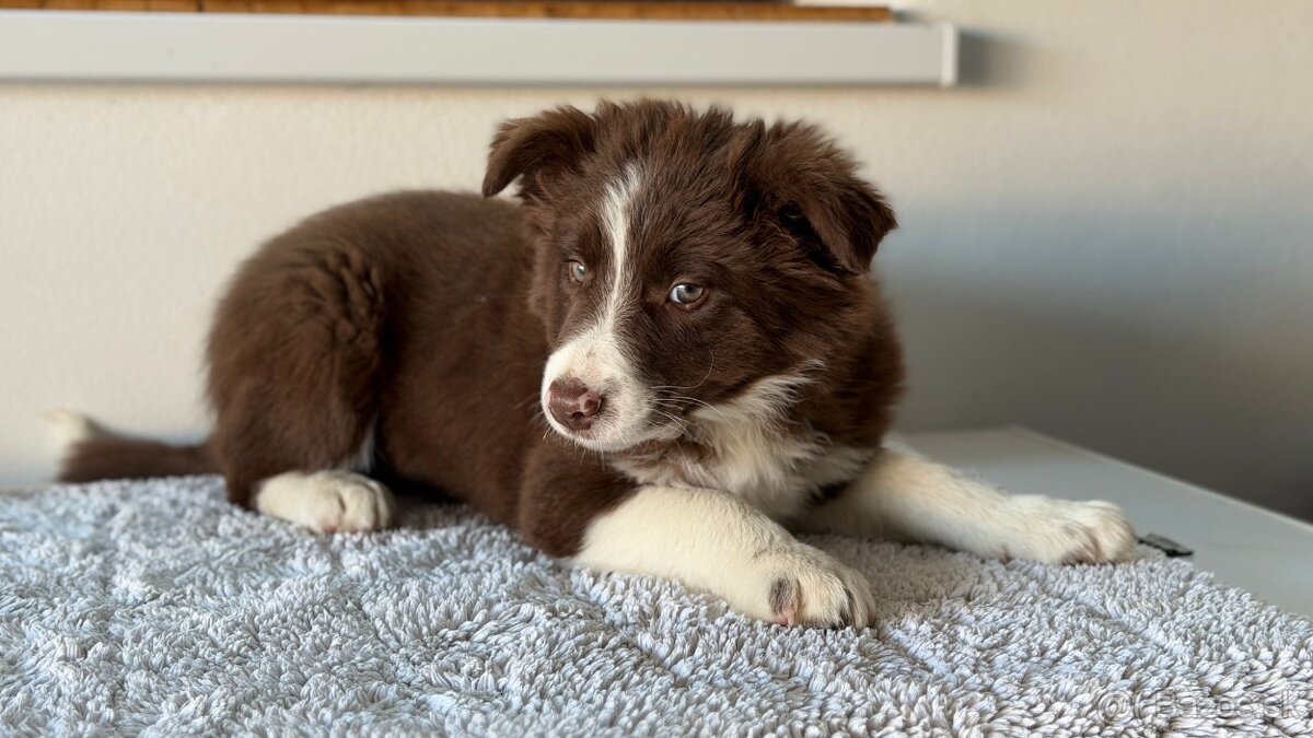 Predám Border kóliu s PP hnedobielej farby - 4