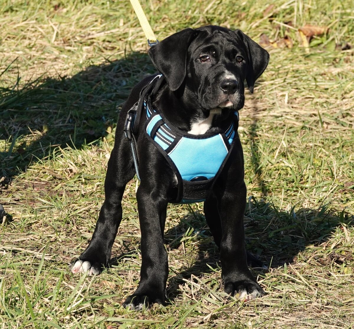 Tosa Inu - kluci k odběru - 4