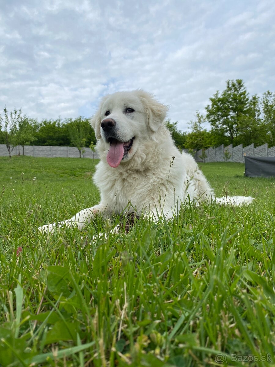 Slovenský čuvač - 4