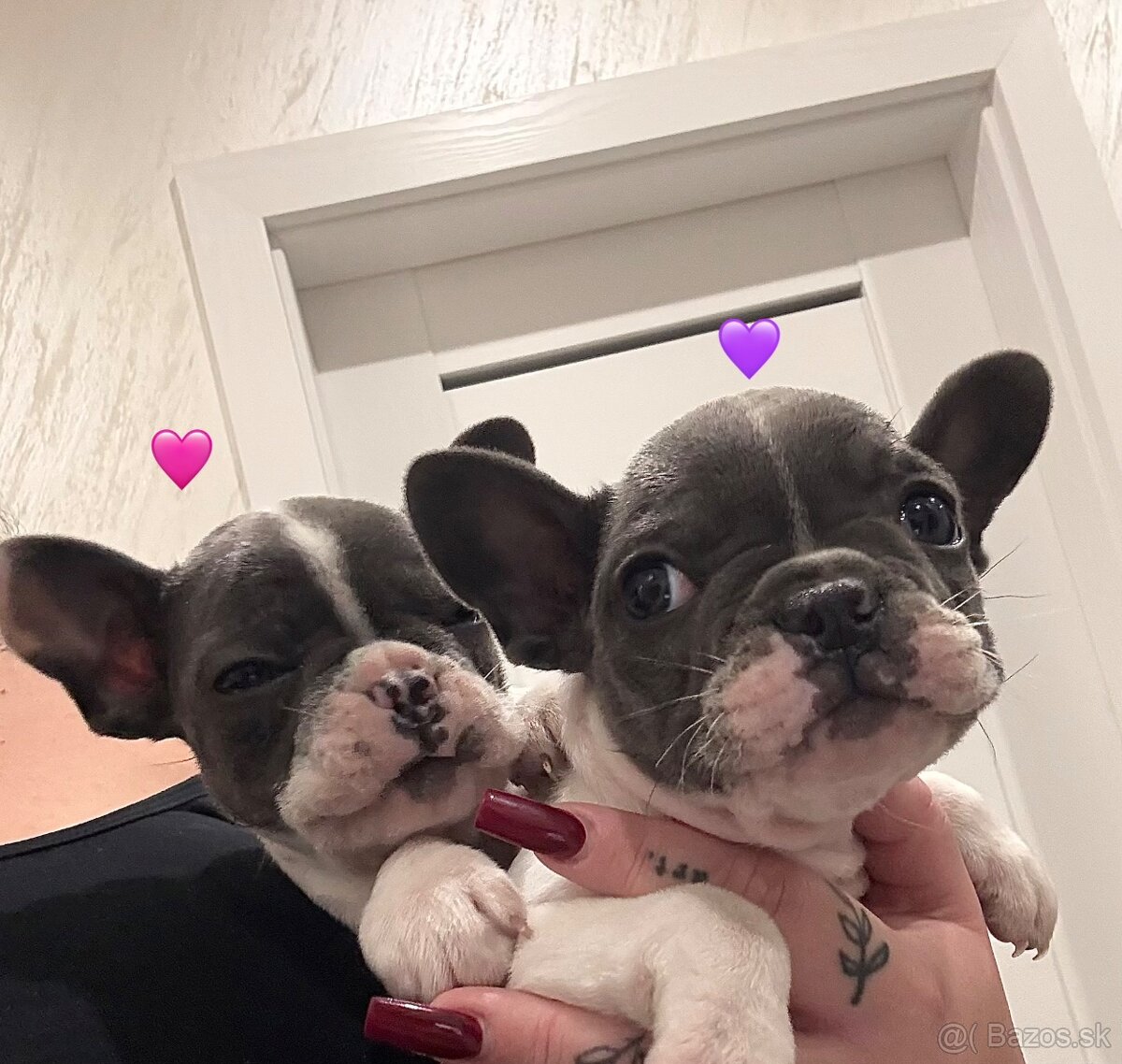 Francúzsky Buldoček Bielo Modrý - 4