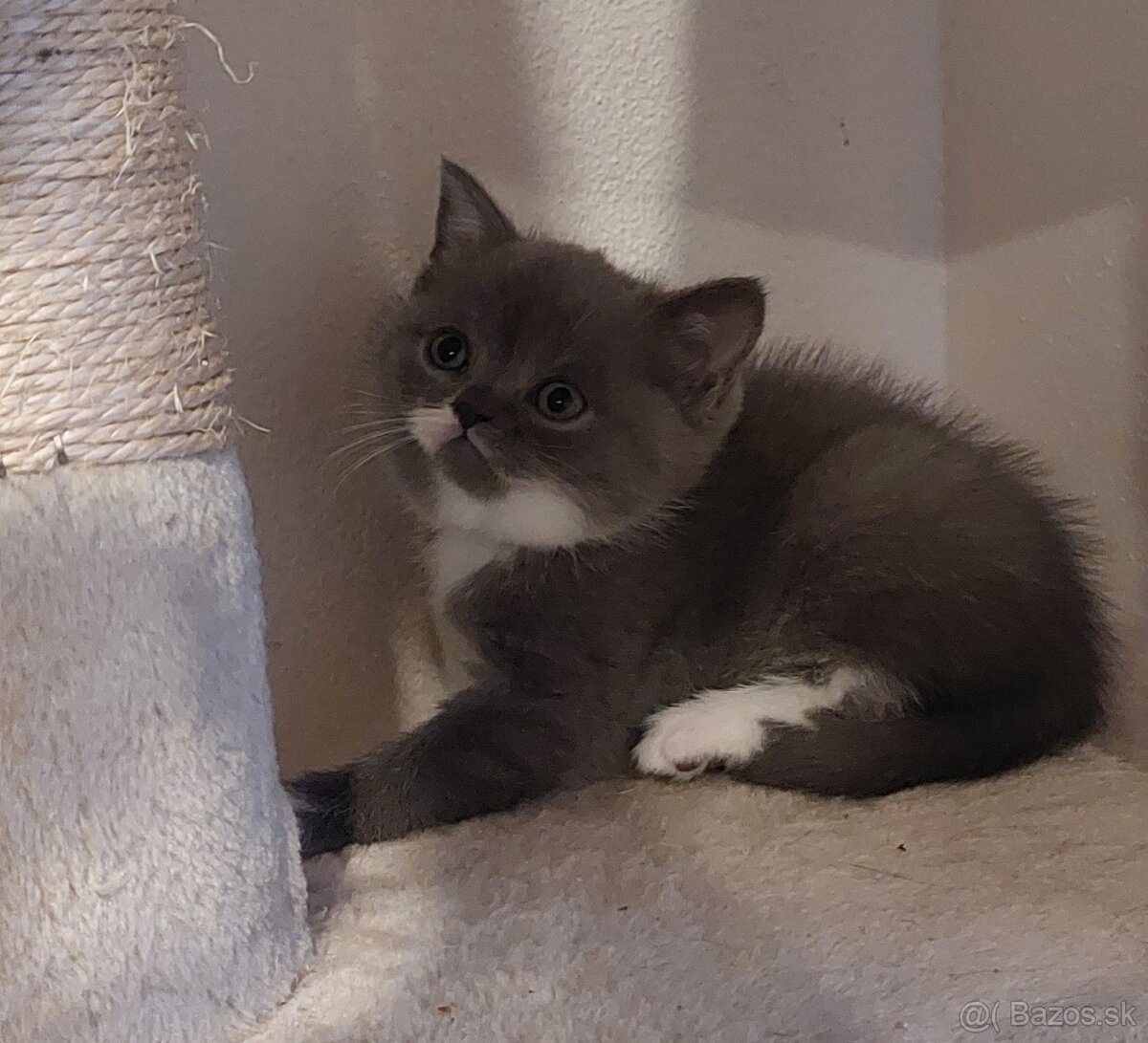 Britské mačiatka - 4