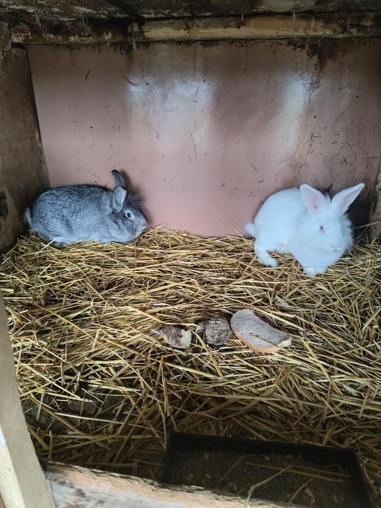 2 samice domácich zajacov - 4