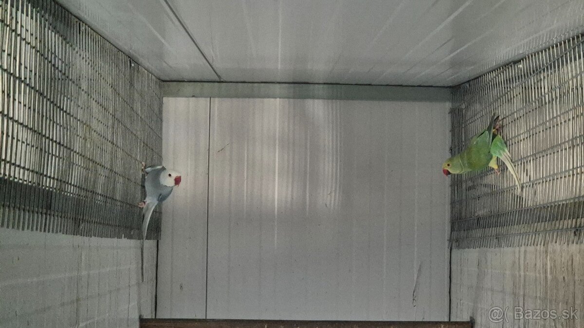 Alexander malý Chovné páriky r. 2021 - 4