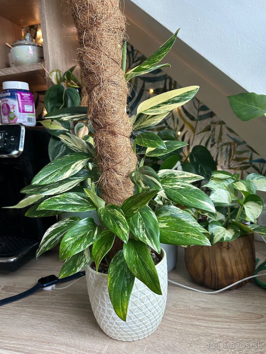 Izbové rastliny - 4