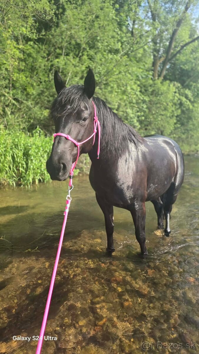 Predam 6r. kobylku - 4