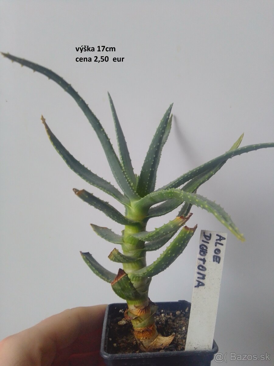 rastliny predaj - 4