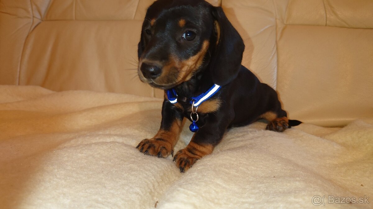 Jazvečik trpasličí hladkosrsty králičí psík - 4