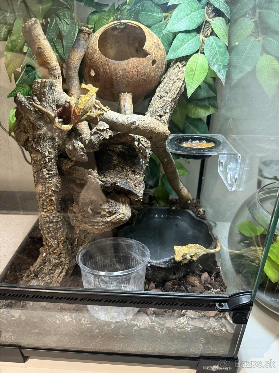 Pagekon riasnatý - 4