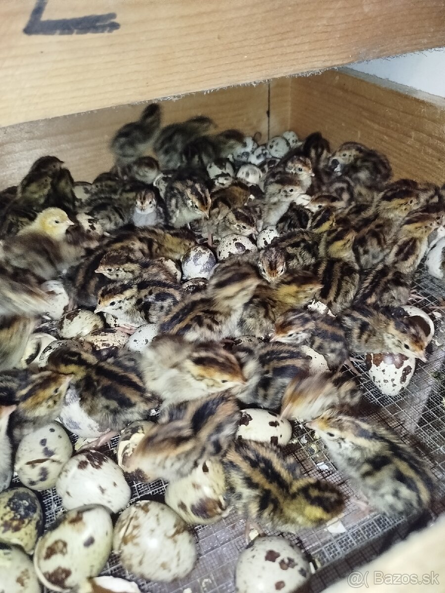 Japonské prepelice - 4