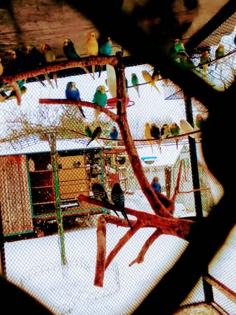 Andulky z vonkajšej voliéry - 4