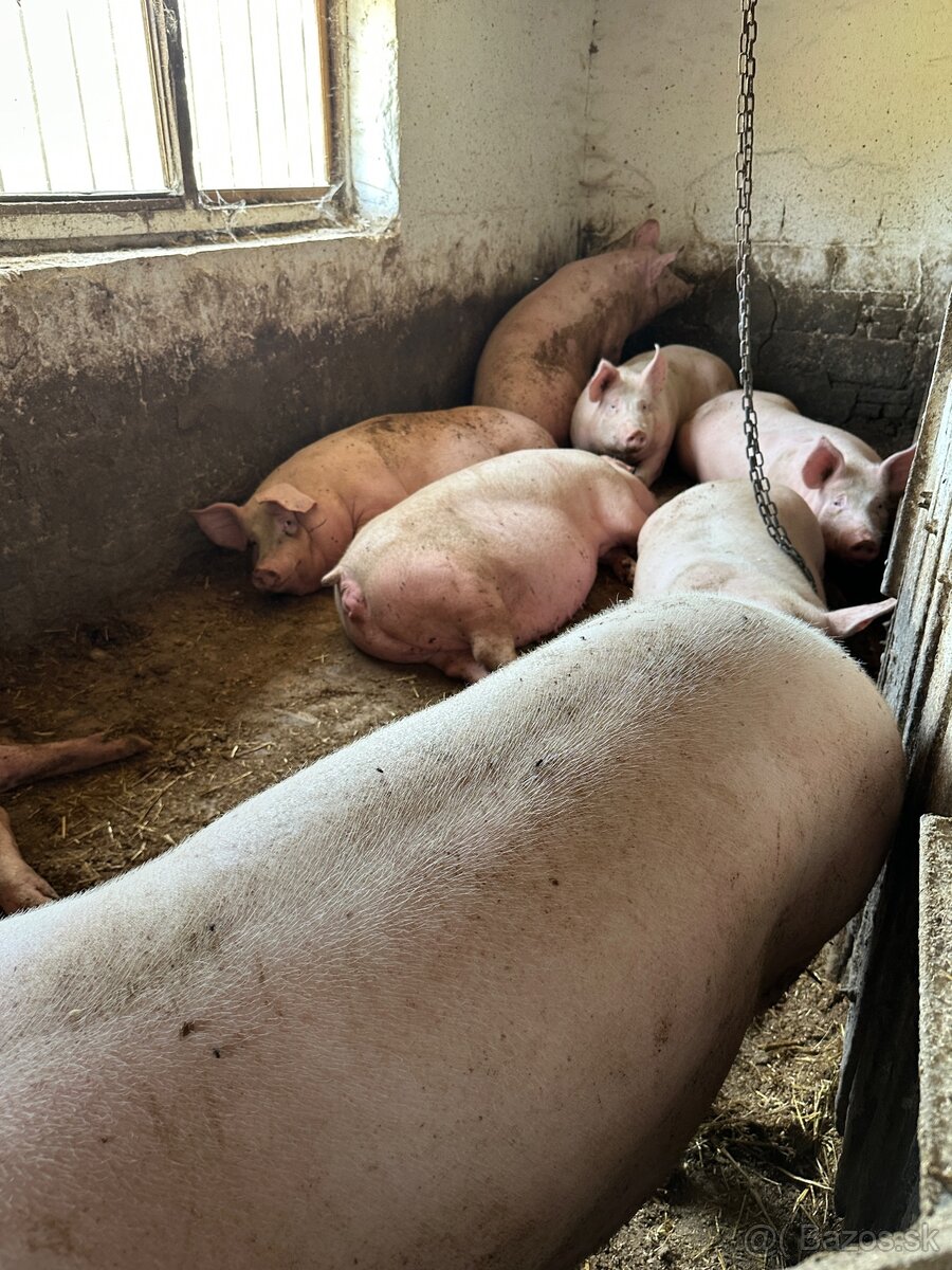 Predám domáce ošípané 150–250 kg - 4