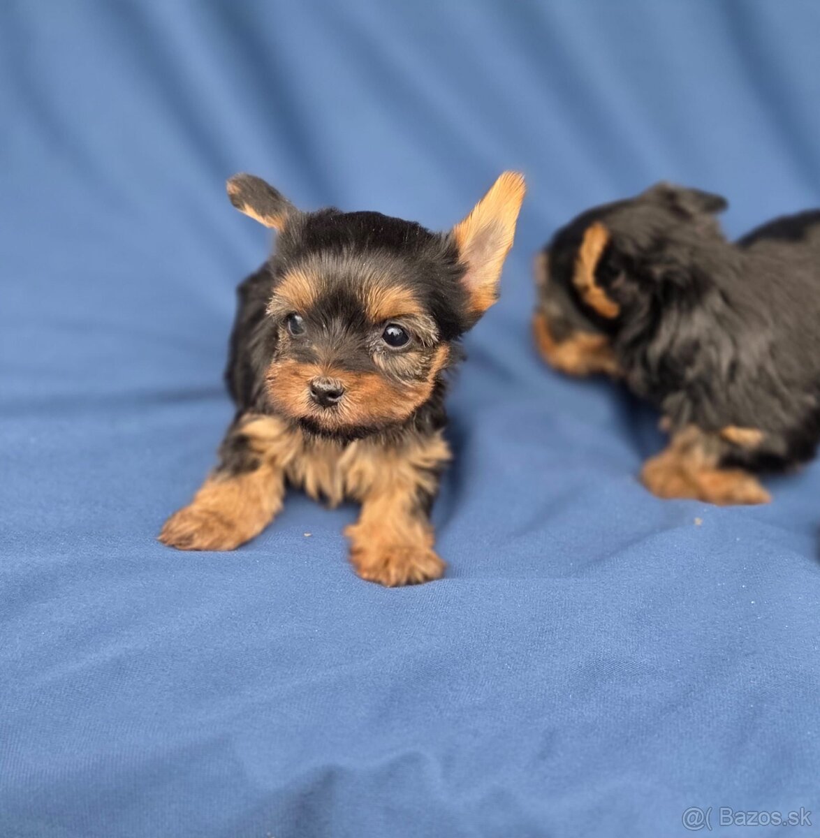 Yorkshirsky terier - 4