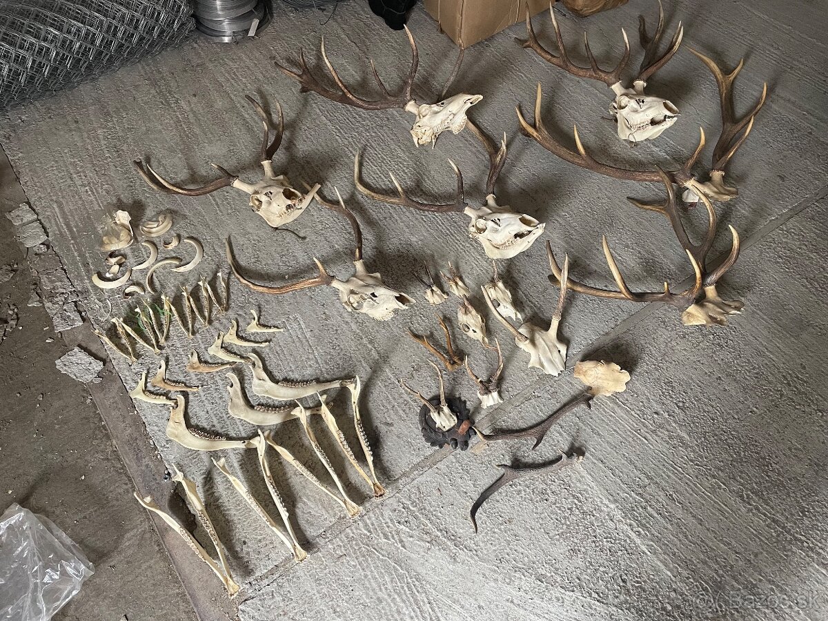 Poľovnícke trofeje – parohy, lebky, čeľuste, diviačie kly - 4