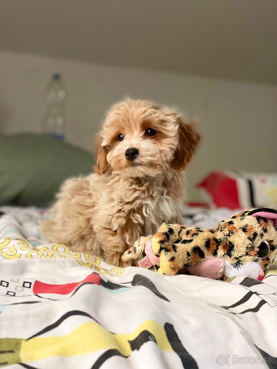 Caramell Maltipoo = Pudel + Maltese - 4