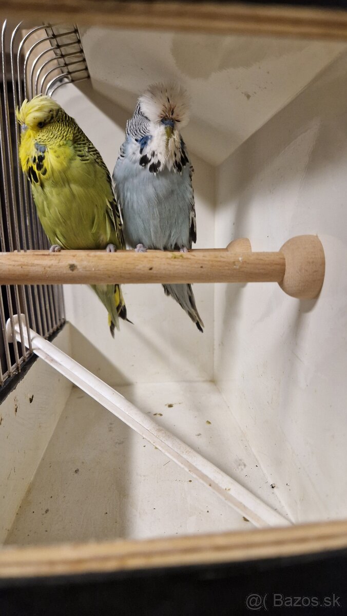 Vystavne Andulky - 4