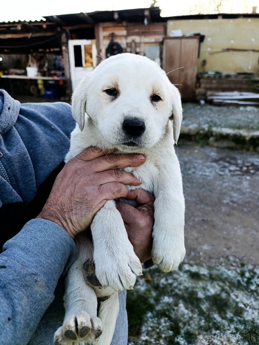 Predám Šteniatka - 4