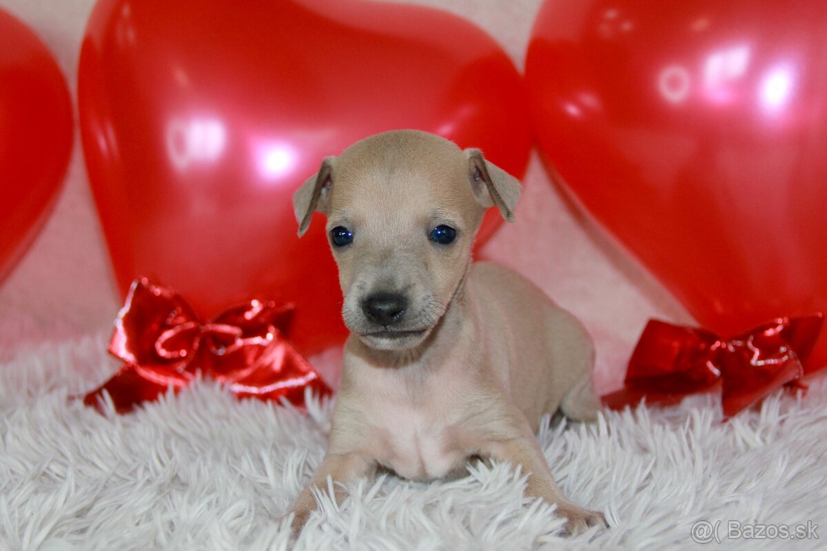 Taliansky chrtík - 4