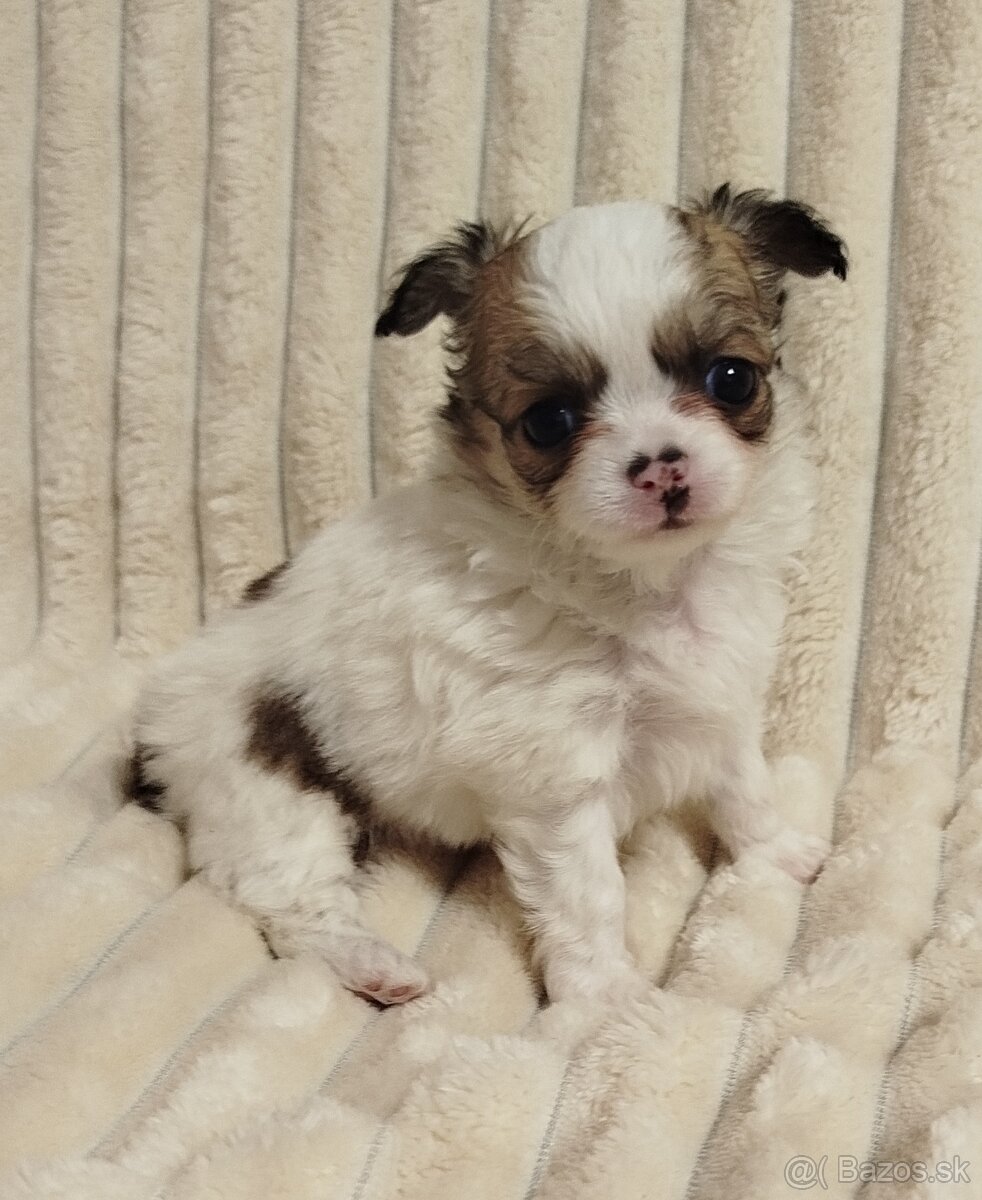 Čivava mini psík dlhosrstý - 4