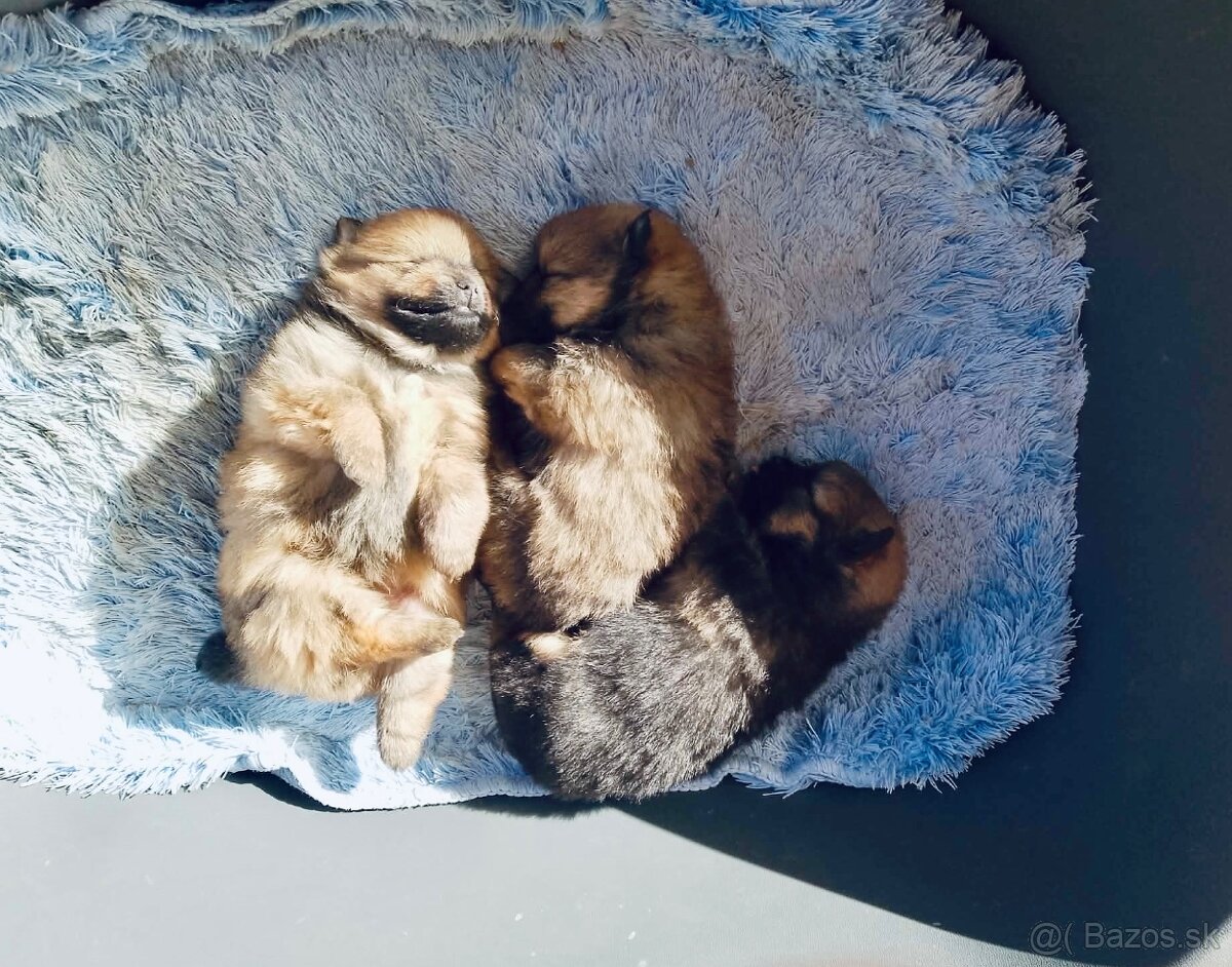 PREDAJ ŠTENIATOK - 4