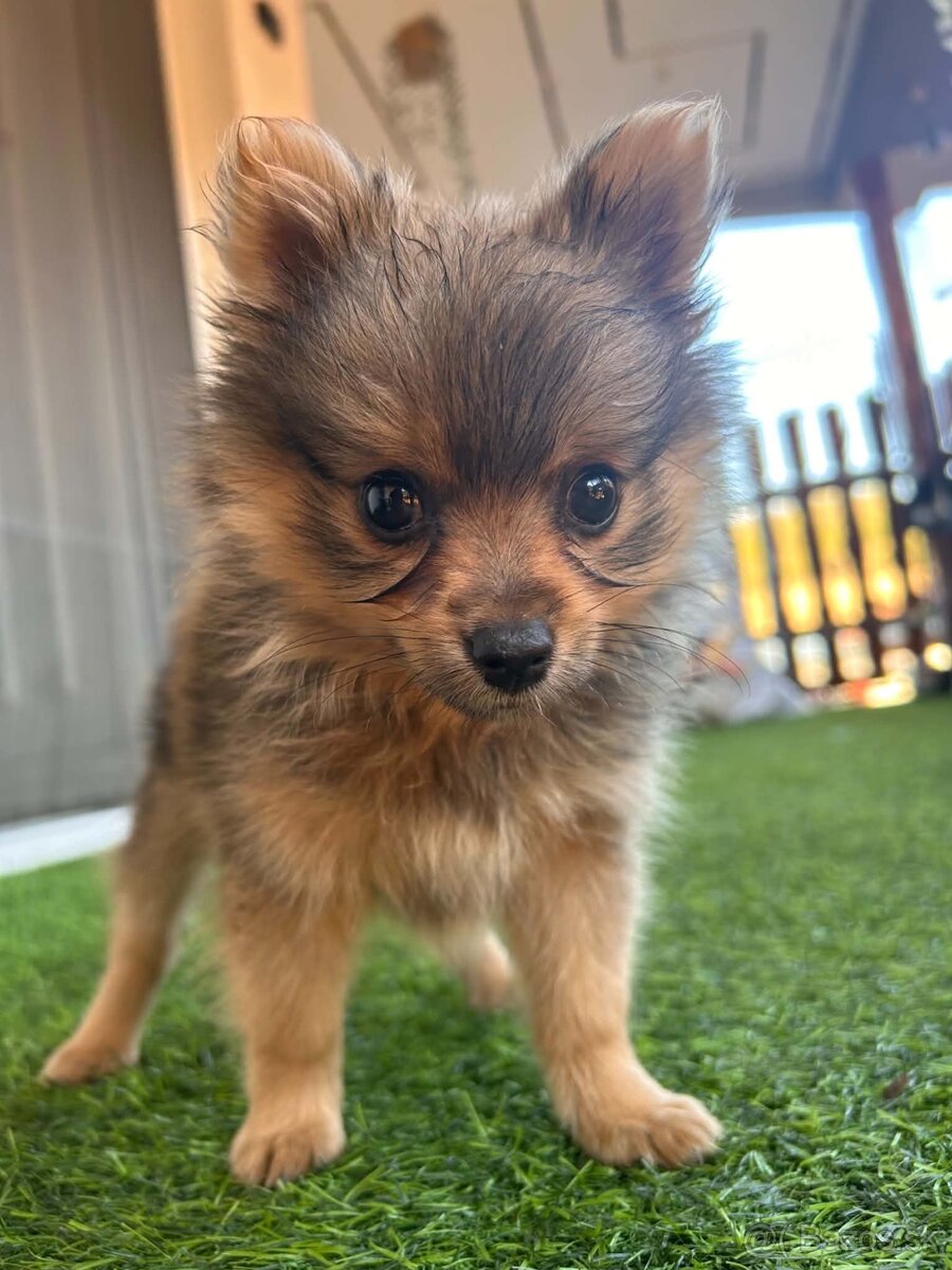 Pomeranian Spicc - 4