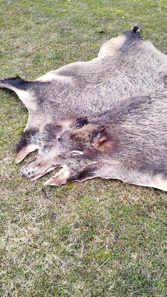 Predám vypracovanu kožu zlatého diviaka parožie zhody trofej - 4