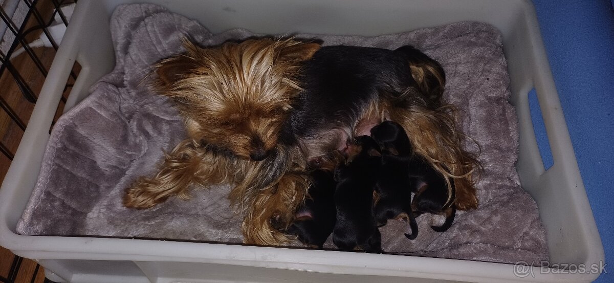 Yorkshire terrier - 4