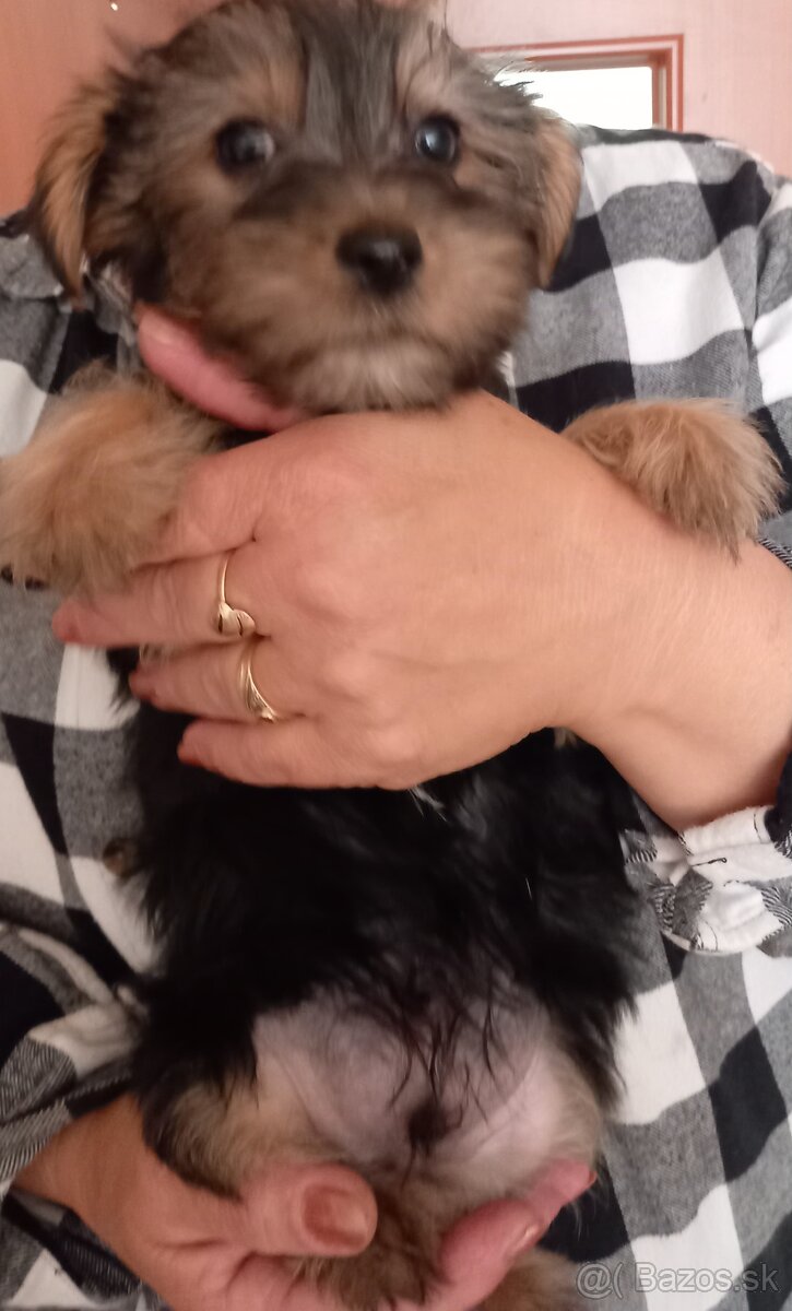 Yorkshire Terrier - 4