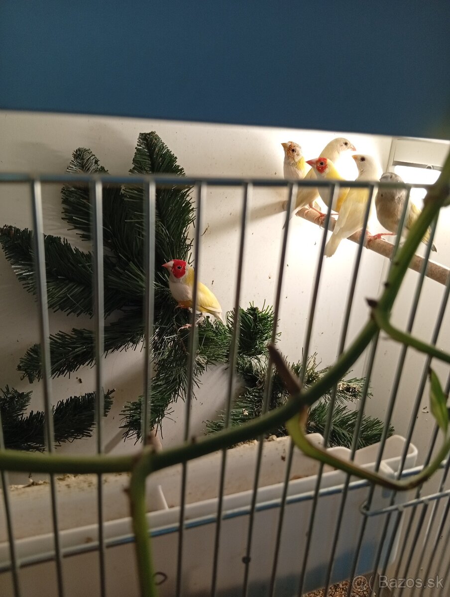 Amadina gouldova, drobotina - 4