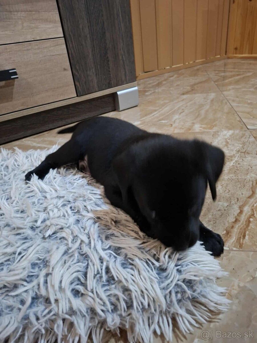 Šteniatko labradora - 4
