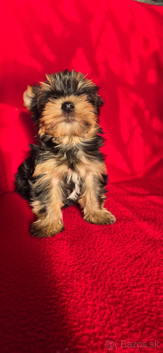 Yorkshirsky terier - 4