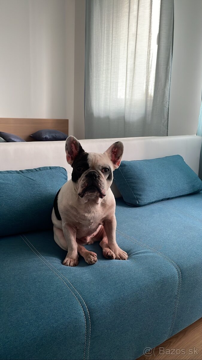 Francúzky Buldoček - 4