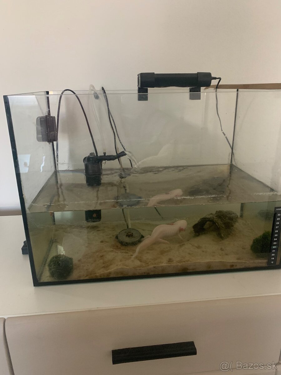 Axolotl - 4
