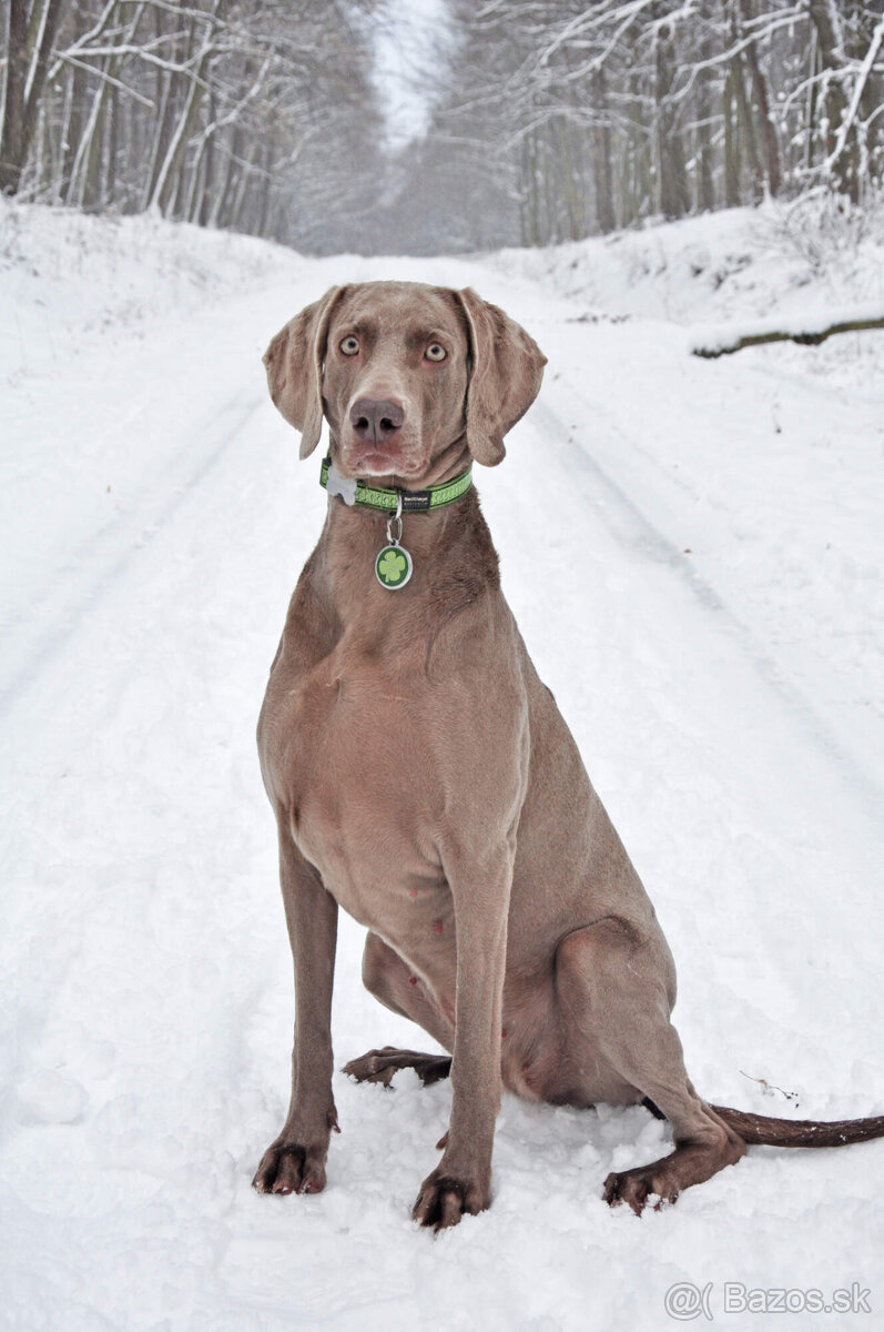 Weimarský krátkosrstý stavač - štěniatka s PP - 4