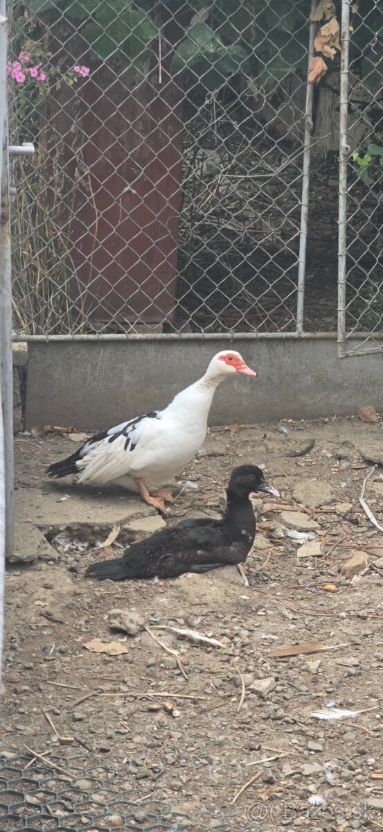 Kačice na predaj - 4