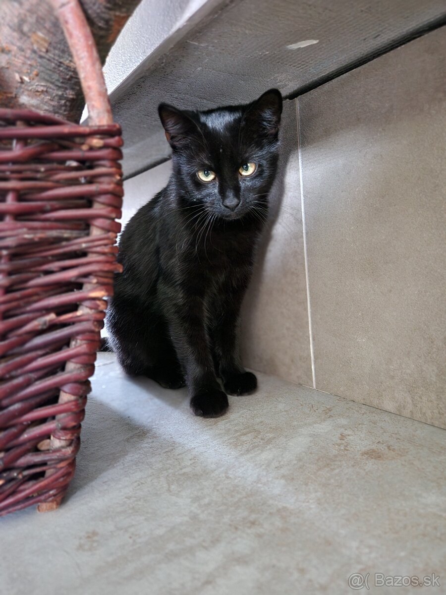 Darujeme mačičku - 4