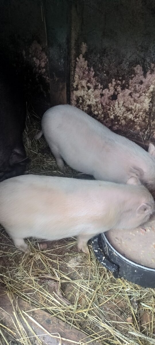 Vietnamske odstavčata - 4