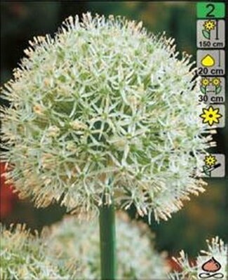 Okrasné cesnaky - cibuľky - 4