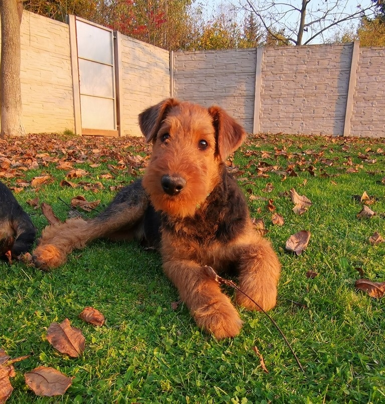 Airedale teriér / Erdelterier - šteniatka s PP - 4